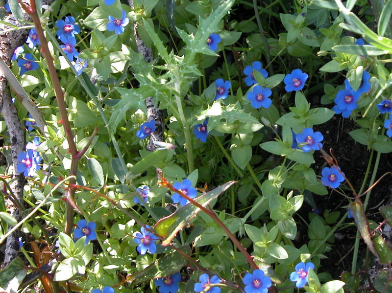 Lysimachia (=Anagallis) arvensis